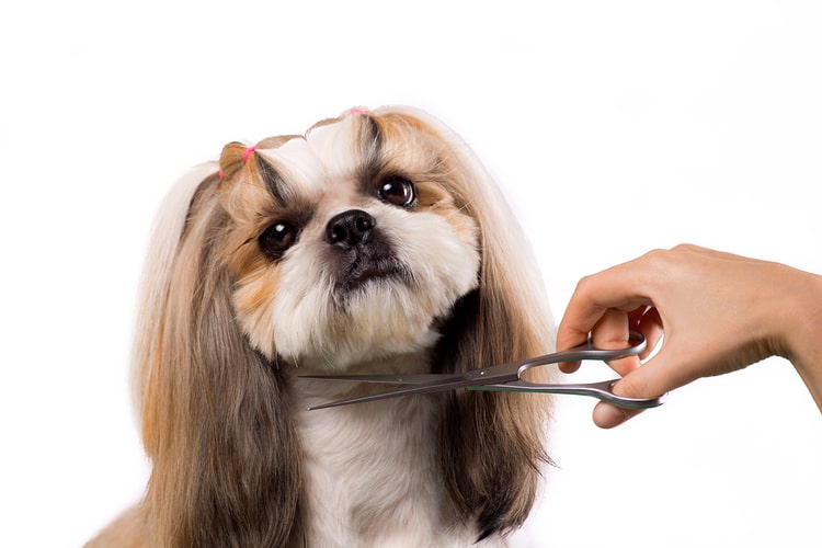 Top Tips For Finding The Right Professional Dog Grooming Scissors